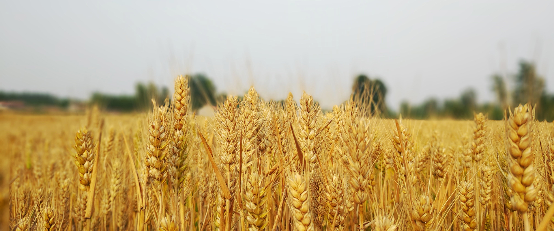 富含多種微生物優(yōu)勢(shì)